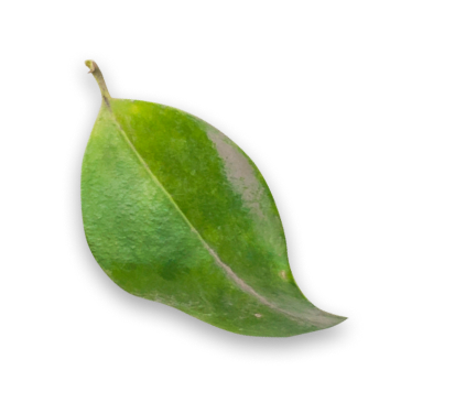 Leaf 1
